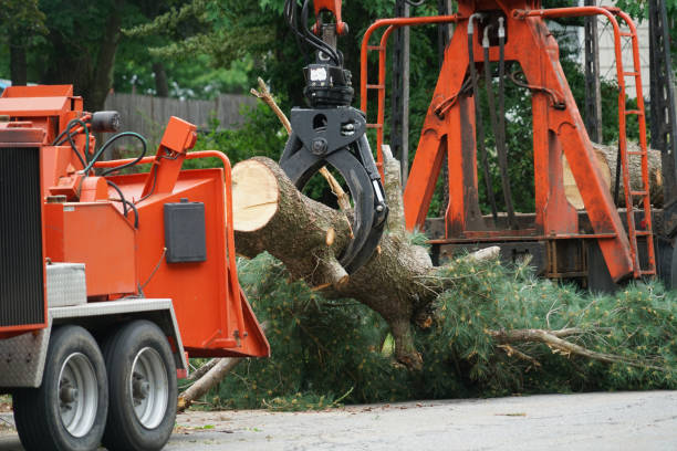 How Our Tree Care Process Works  in  North Highlands, CA